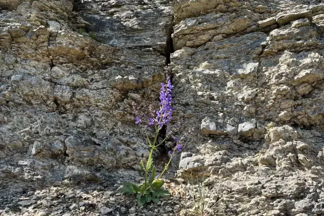 Viele Kräuter in den Weinbergen sind essbar. In einer geführten Wanderung erklärte Martina Keller worauf man achten sollte.