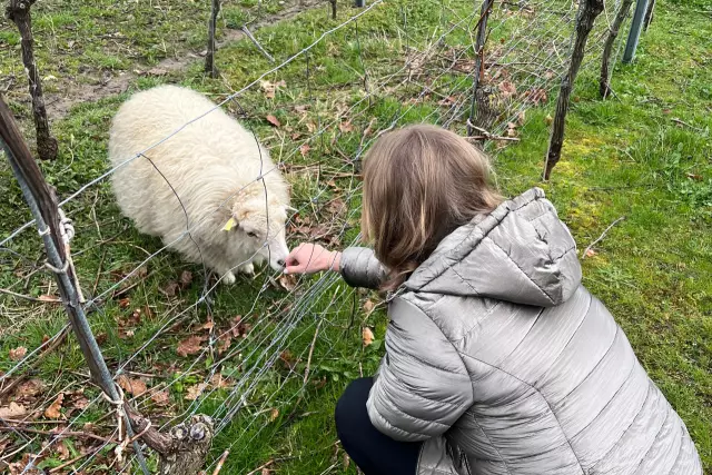 Die 75. Deutsche Weinprinzessin Jessica Himmelsbach begrüßt die tierischen und nachhaltigen Helfer im Weinberg. 